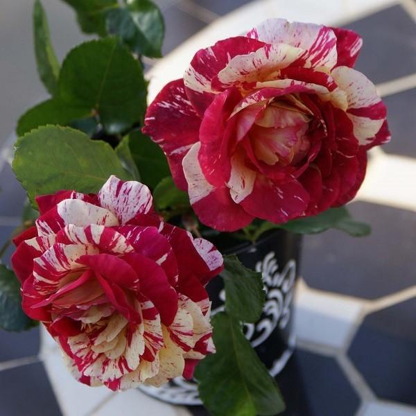 予約苗 バラ苗 トイトイトイ！ (大苗) フロリバンダ 四季咲き 中輪 複