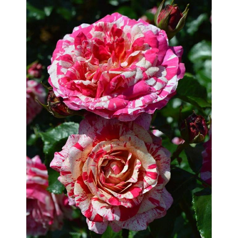 予約苗 バラ苗 トイトイトイ！ (大苗) フロリバンダ 四季咲き 中輪 複