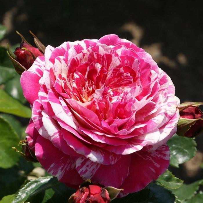 ご予約苗 予約苗 バラ苗 トイトイトイ！ (大苗) フロリバンダ 四季咲き 中輪 複