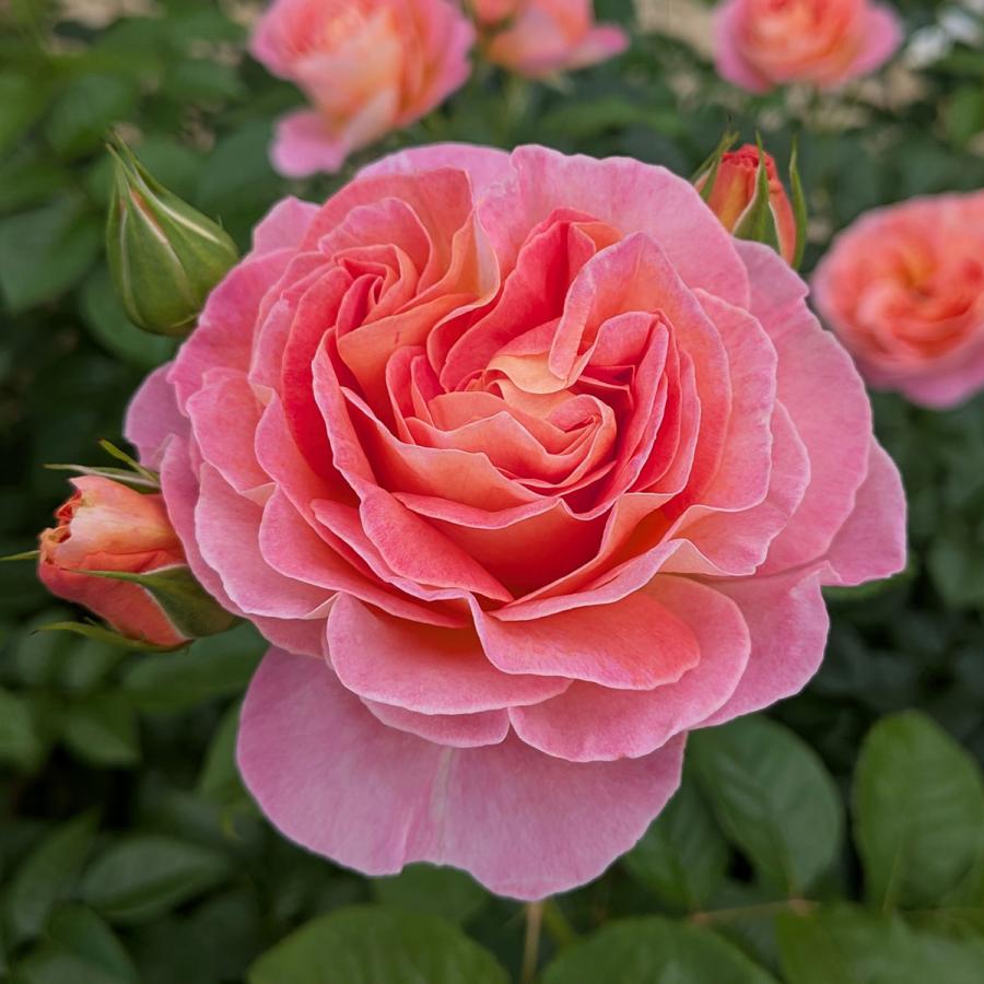 予約苗 バラ苗 ドルンブルガーシュロスローズ (大苗) フロリバンダ