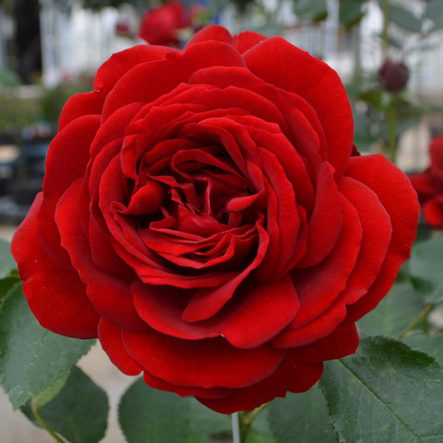 F8薔薇 ROSE BUD ブラウス シャツ フラワーモチーフラメジャカード