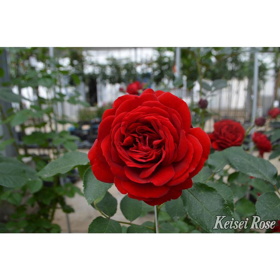 F8薔薇 ROSE BUD ブラウス シャツ フラワーモチーフラメジャカード