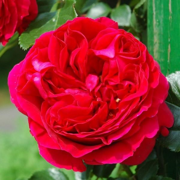 予約苗 バラ苗 大苗 ルージュピエールドゥロンサール つるバラ 赤系 23年2月上旬順次配送 322 125 バラ専門店 ザ ローズショップ 通販 Yahoo ショッピング