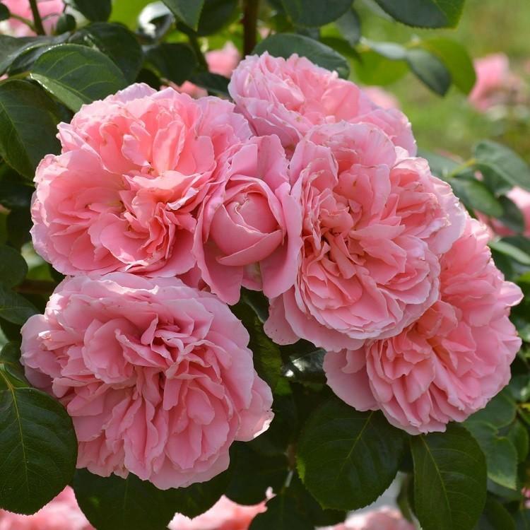 予約苗 バラ苗 桜衣 (さくらごろも) (大苗) つるバラ 返り咲き 中輪