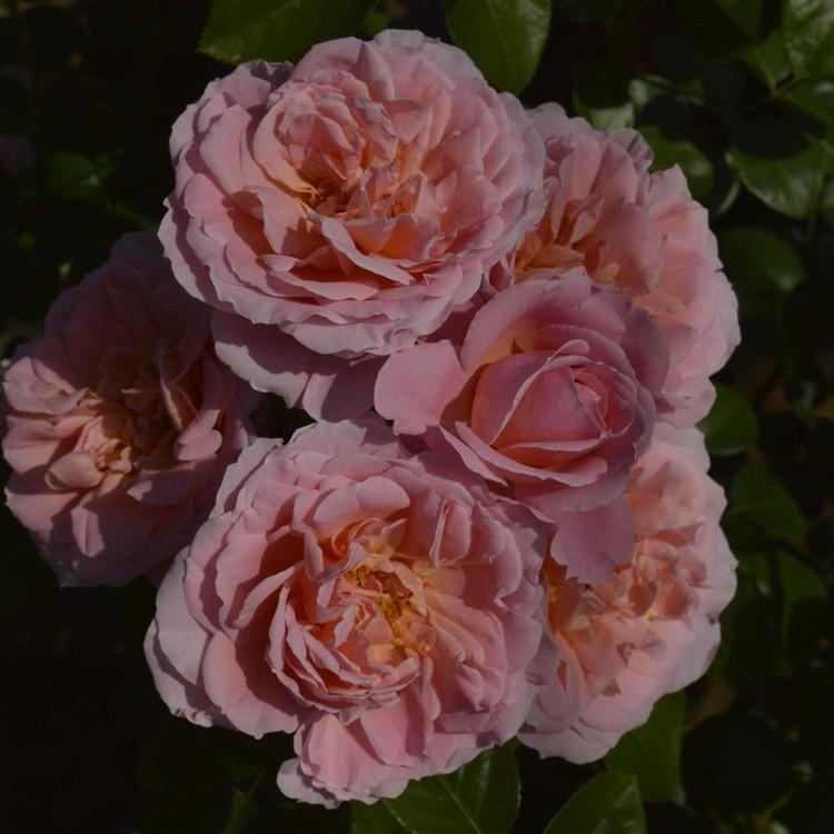 バラ苗 桜衣 (さくらごろも) (大苗) つるバラ 返り咲き 中輪 ピンク系