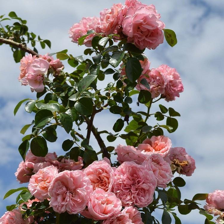 バラ苗 桜衣 (さくらごろも) (大苗) つるバラ 返り咲き 中輪 ピンク系