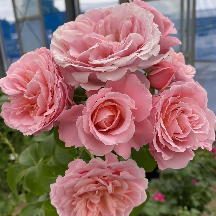 予約苗 バラ苗 桜衣 (さくらごろも) (大苗) つるバラ 返り咲き 中輪