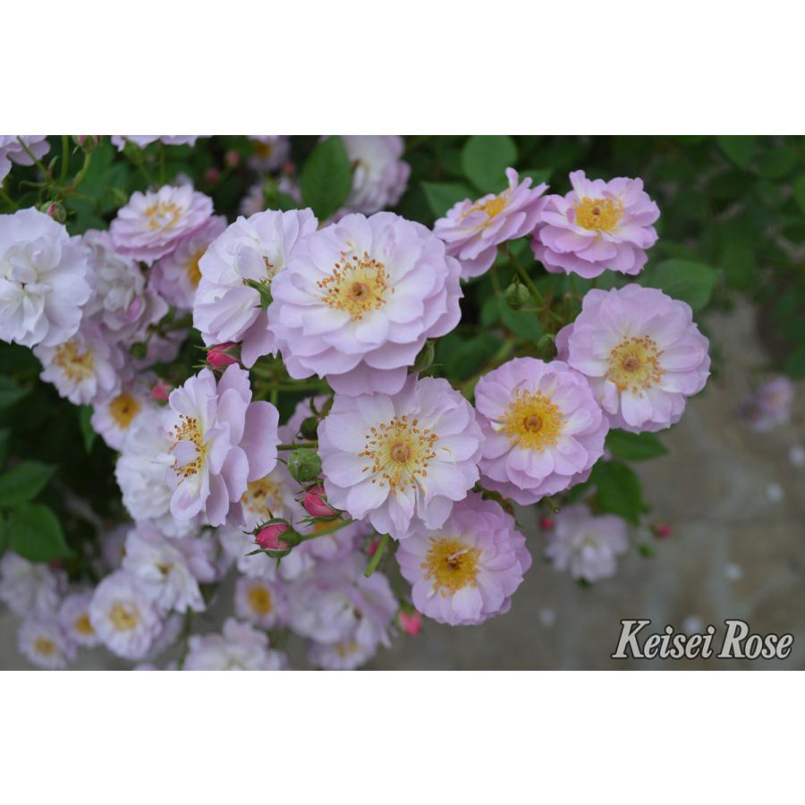 予約苗 バラ苗 トゥインクルブローチ (大苗) つるバラ 四季咲き