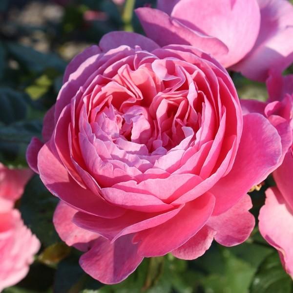 最大79 Offクーポン バラ苗 新苗 ケルナーフローラ つるバラ ピンク系