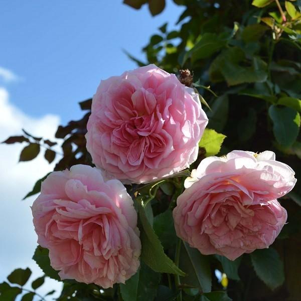 予約苗 バラ苗 アミロマンティカ (大苗) つるバラ 四季咲き 中輪 複色