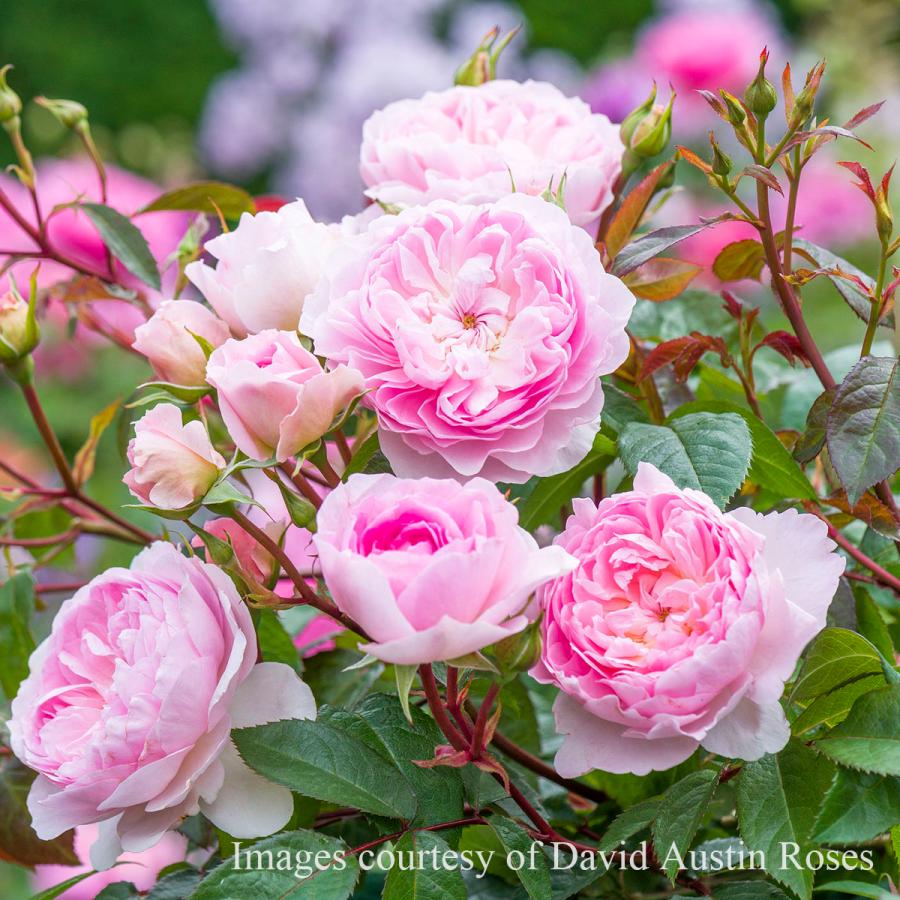 バラ苗 サイラスマーナー (大苗) シュラブ 半つる性 返り咲き 中輪