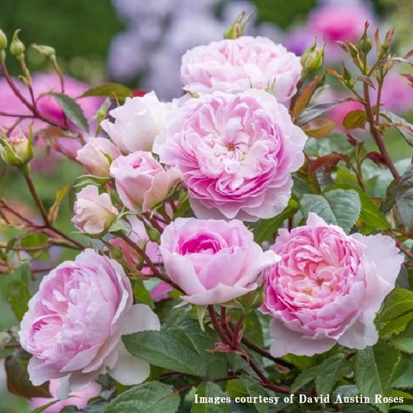 開花中「サイラスマーナー」10号鉢