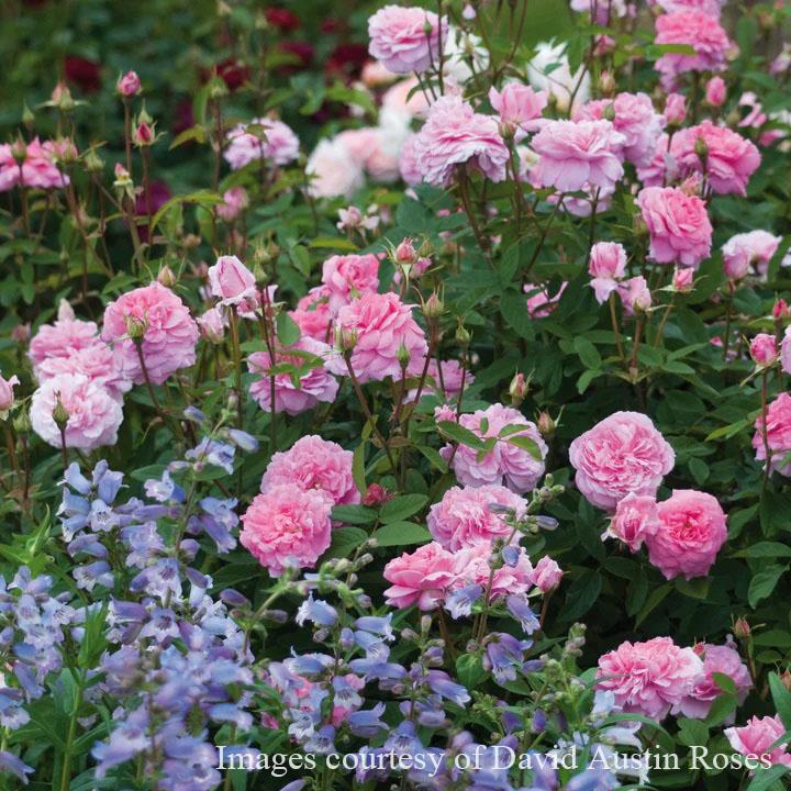 予約苗 バラ苗 ザメイフラワー (大苗) シュラブ 半つる性 返り咲き 中