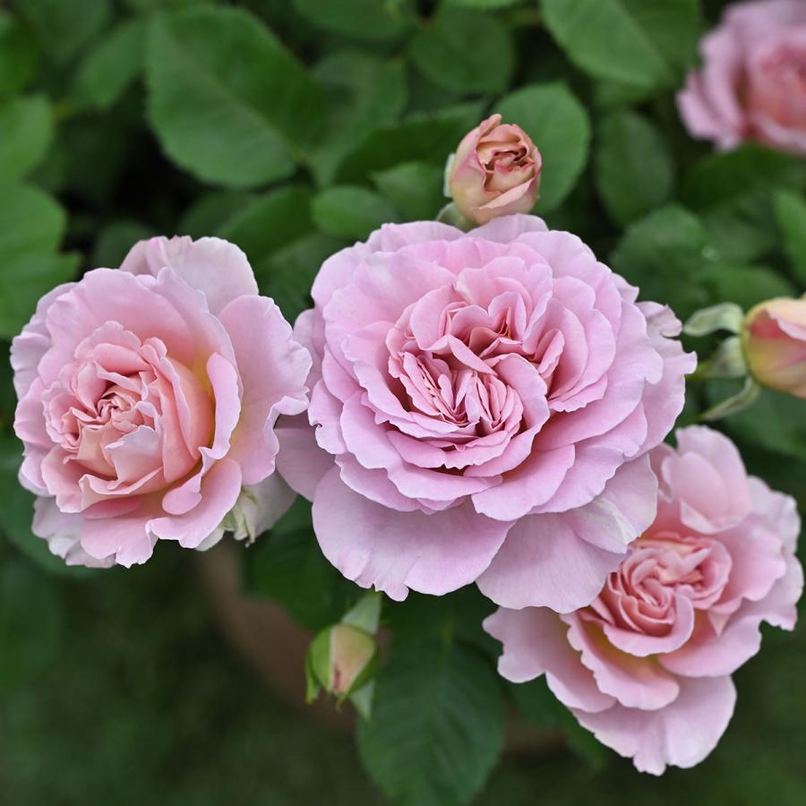 予約苗 バラ苗 フリゼ (新苗) シュラブ 半つる性 四季咲き 中輪 ピンク