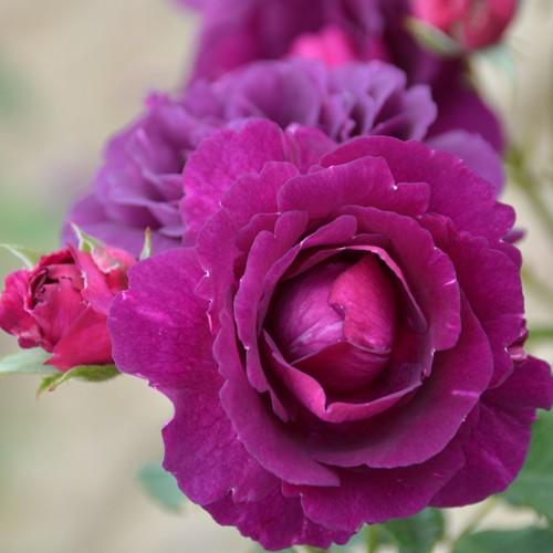 予約苗 バラ苗 ミステリューズ (大苗) シュラブ 半つる性 返り咲き 中