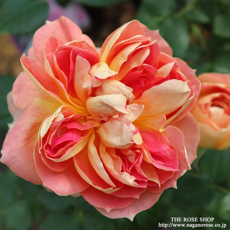 予約苗 バラ苗 ランタンシトロイユ (大苗) シュラブ 半つる性