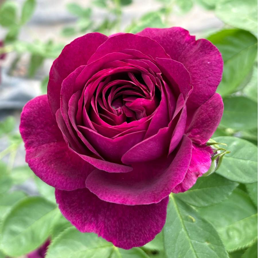 バラ苗 トワイライトゾーン (アウトレット苗) ハイブリッド