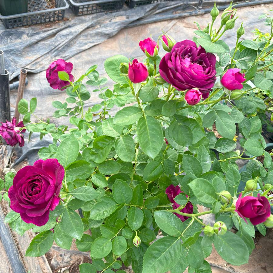 バラ苗 シュリンクス（大苗予約）7号鉢植え 四季咲き ロサ・オリエン