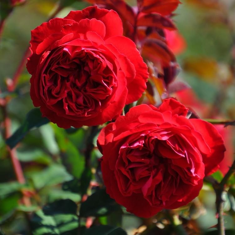 予約苗 バラ苗 マイローズ (大苗) フロリバンダ 四季咲き 中輪 赤系