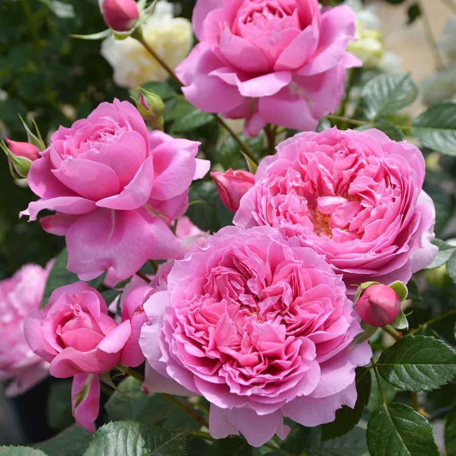 予約苗 バラ苗 プリマヴィスタ (大苗) フロリバンダ 四季咲き 中輪