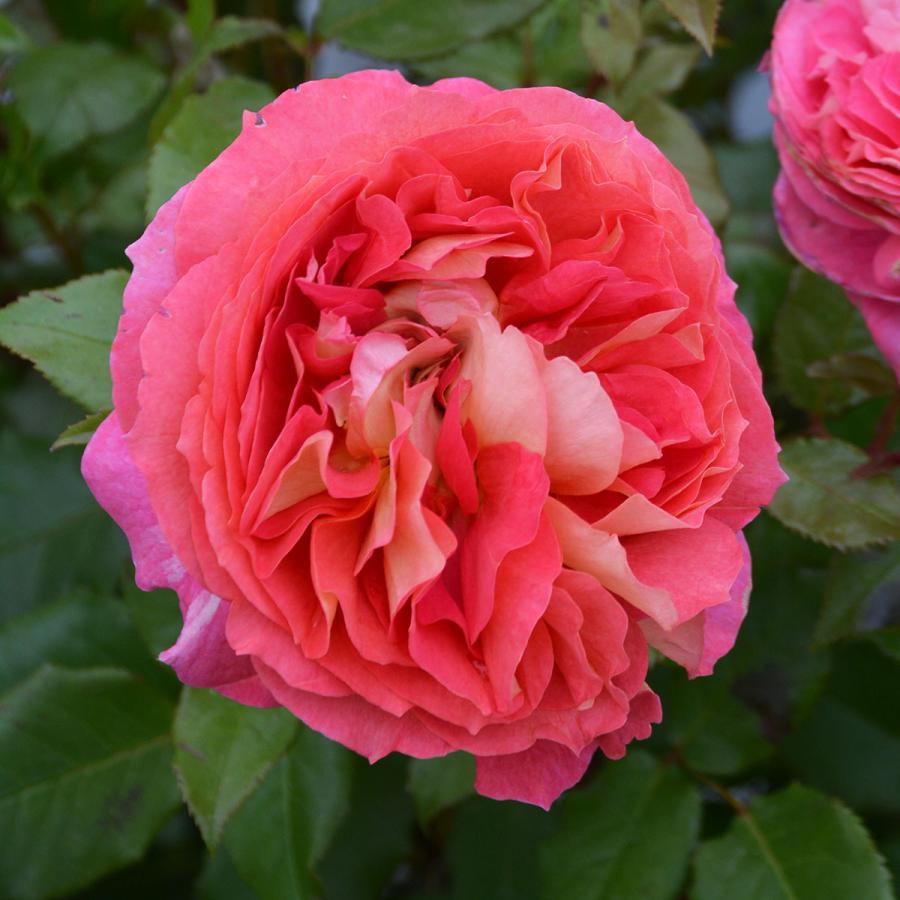 予約苗 バラ苗 アルゴノーツ (大苗) シュラブ 四季咲き 中輪 オレンジ