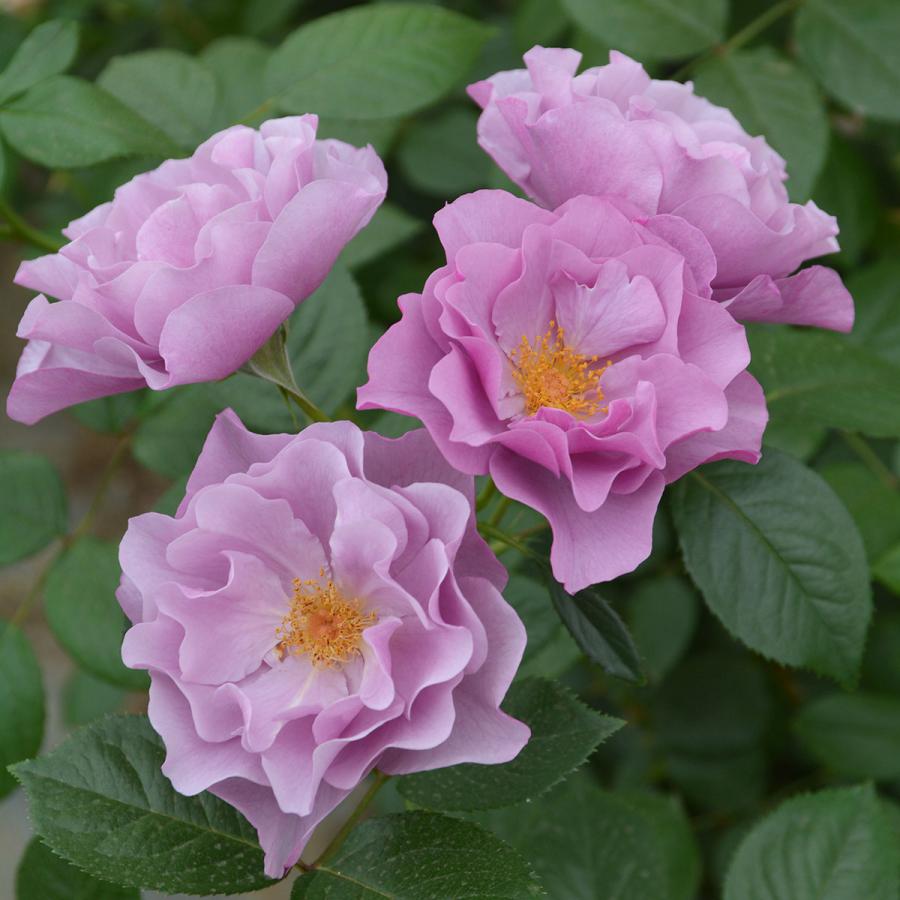 バラ苗 紫の上 (むらさきのうえ) (大苗) シュラブ 半つる性 四季咲き