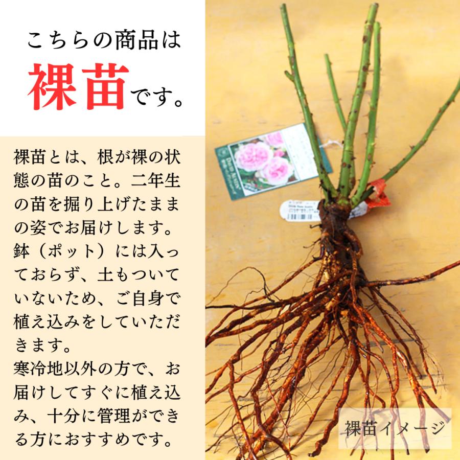 予約苗 バラ苗 シャドウオブザムーン (大苗裸苗) フロリバンダ