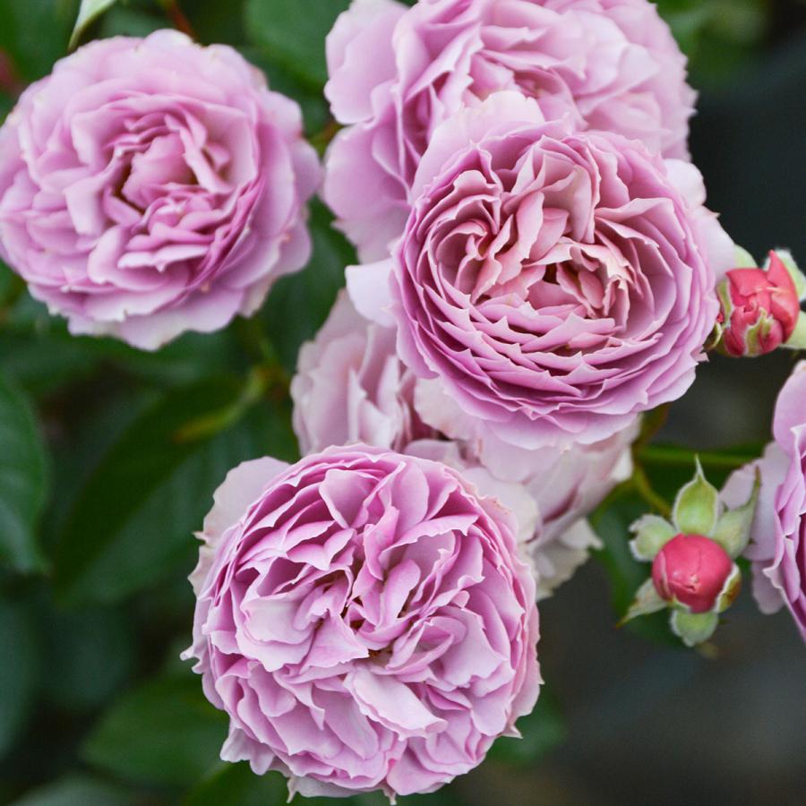 バラ苗 シャーウッド (大苗) フロリバンダ 四季咲き 小中輪 複色 紫系