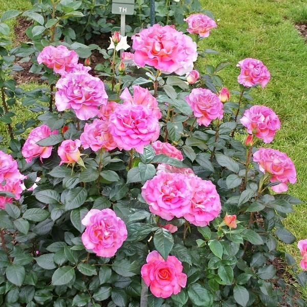 予約苗 バラ苗 大苗 デルバール ピンクパラダイス 四季咲き大輪 ピンク系 22年1月中旬順次配送 322 001 バラ専門店 ザ ローズショップ 通販 Yahoo ショッピング