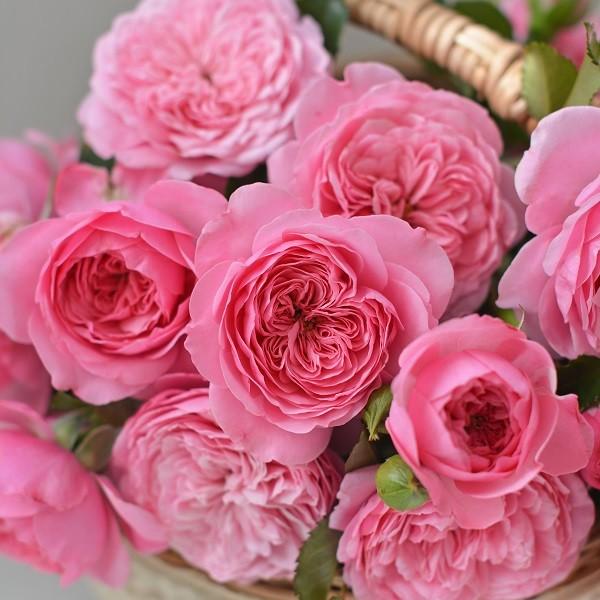 バラ苗 大苗 河本バラ園 フィレール ローズドゥメルスリーシリーズ 四季咲き中輪 ピンク系 322 002 バラ専門店 ザ ローズショップ 通販 Yahoo ショッピング