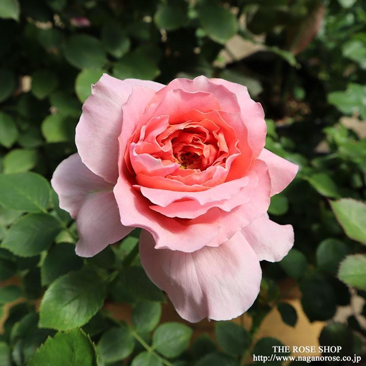 バラ苗 大苗 河本バラ園 ムーランドラギャレット つるバラ 返り咲き大輪 オレンジ系 322 135 バラ専門店 ザ ローズショップ 通販 Yahoo ショッピング