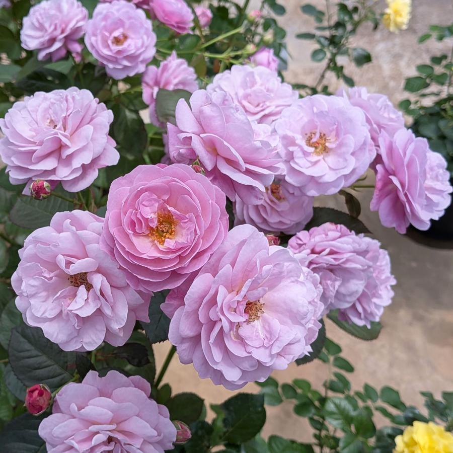 予約苗 バラ苗 あいの風 (あいのかぜ) (大苗) シュラブ 半つる性