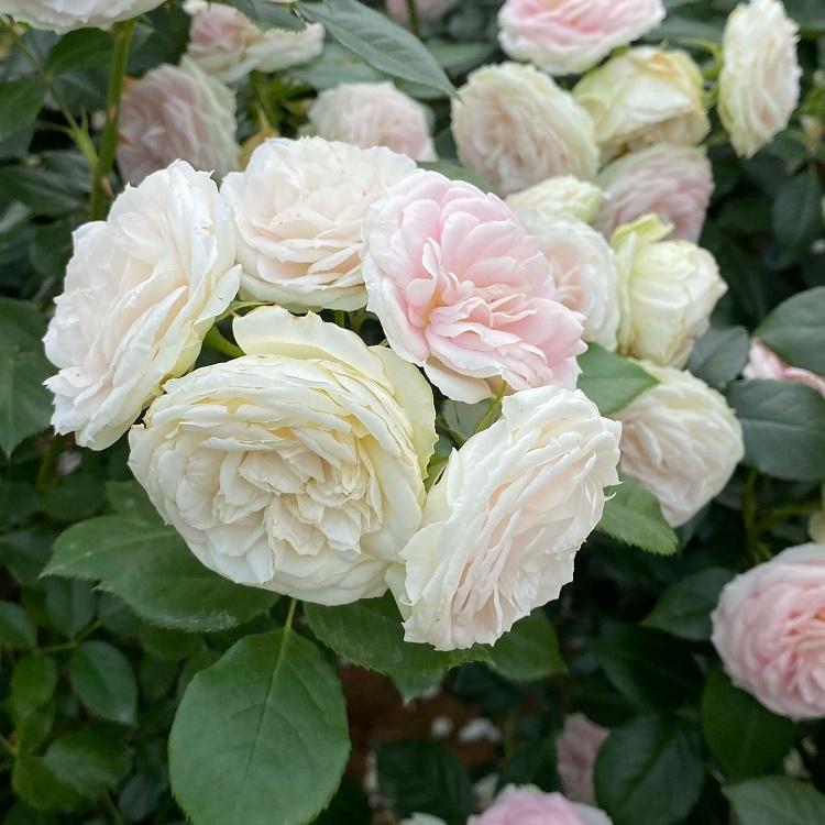 バラ苗 大苗 クラリス 複色系 :322-1314081006-002:バラ専門店 ザ