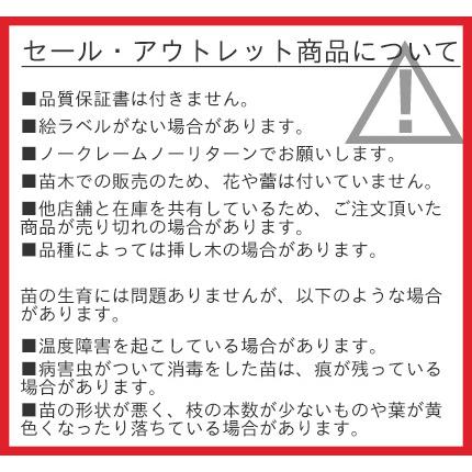 アウトレット バラ苗 江戸の庚申 えどのこうしん 紫系 オールドローズ チャイナローズ 322 001b バラ専門店 ザ ローズショップ 通販 Yahoo ショッピング