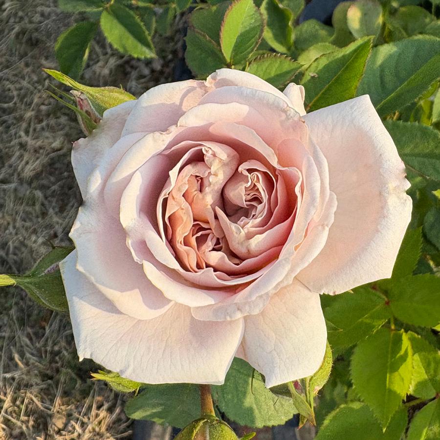 バラ苗 アッシュウェンズディ (アウトレット苗) つるバラ 一季咲き 中