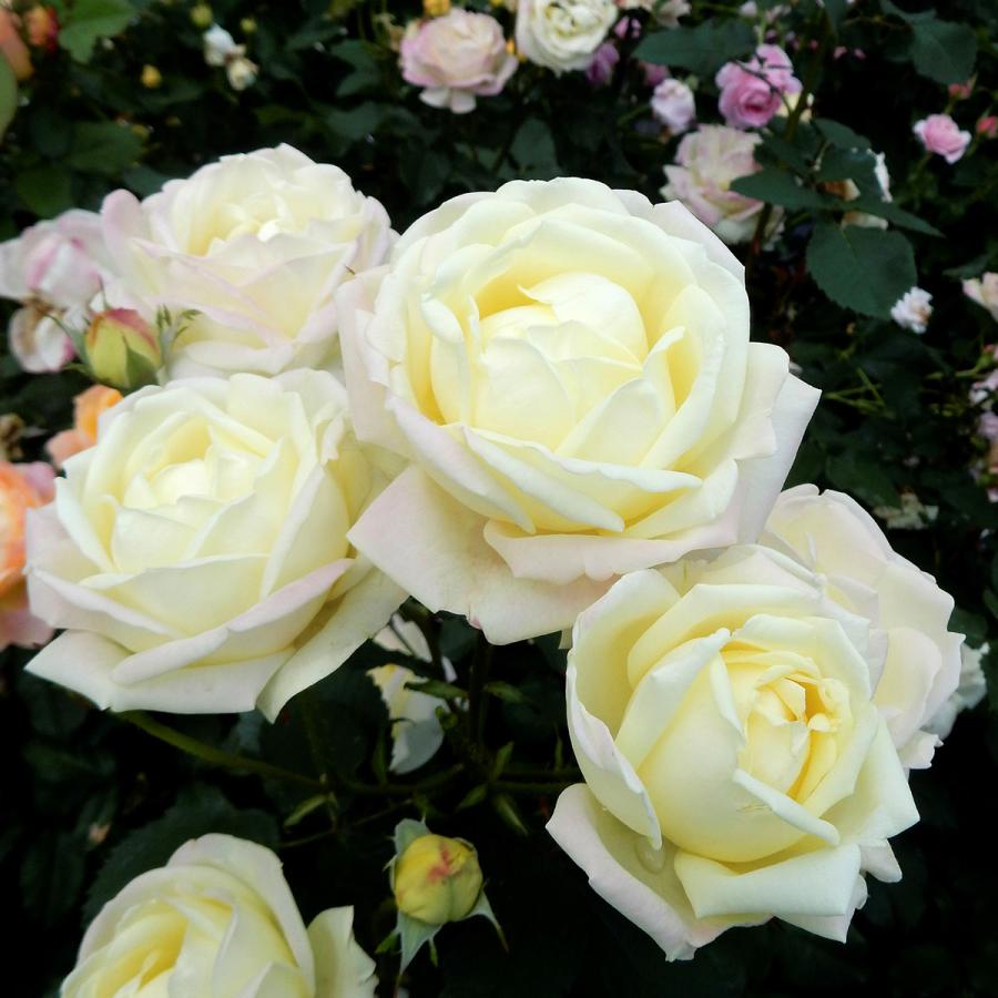 バラ苗 雨ニモマケズ・クリームイエロー (大苗) ハイブリットティ