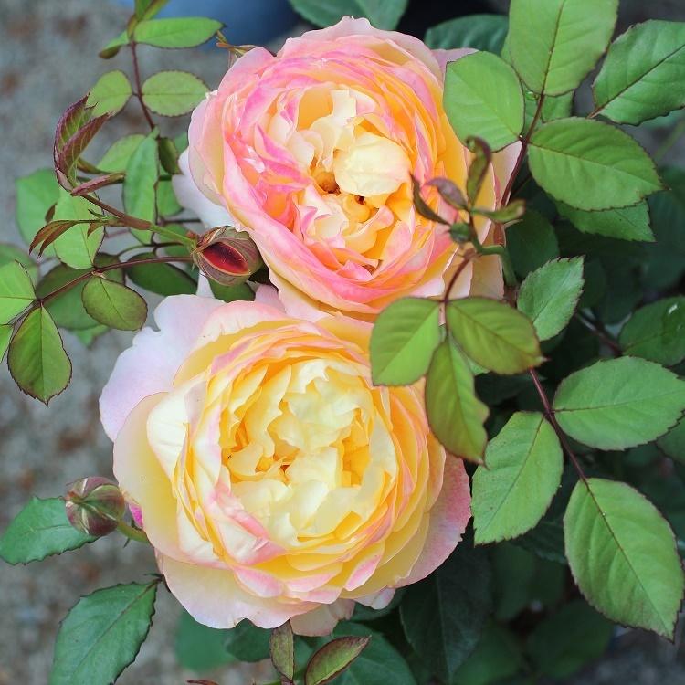 バラ苗 新苗 禅ローズ オレンジフェイス 複色系 国内正規品