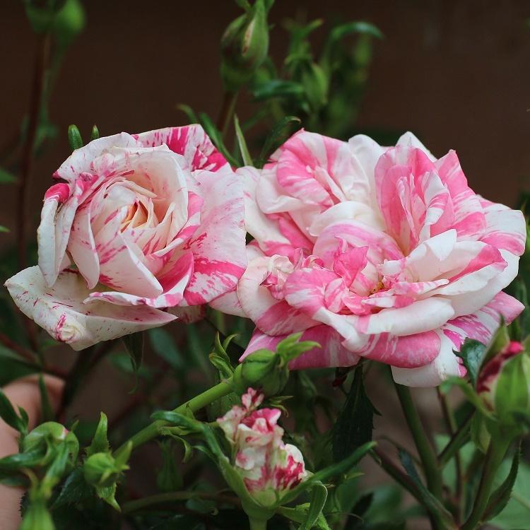 バラ苗 新苗 禅ローズ ベビーゼブラ 複色系 322 017 バラ専門店 ザ ローズショップ 通販 Yahoo ショッピング