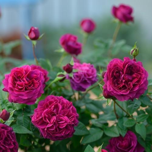 バラ苗 アレゴリー (大苗) シュラブ 半つる性 四季咲き 中輪 赤紫系