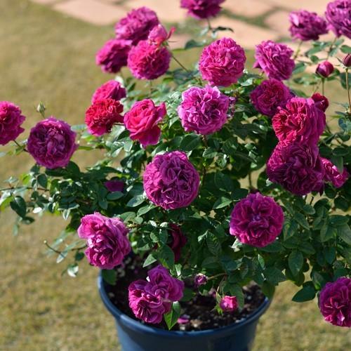 バラ苗 アレゴリー (大苗) シュラブ 半つる性 四季咲き 中輪 赤紫系