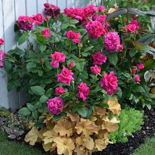 赤バラ大苗 シュラブバラ大苗 バラ苗 アレゴリー (大苗) シュラブ 半つる性 四季咲き 中輪 赤紫系