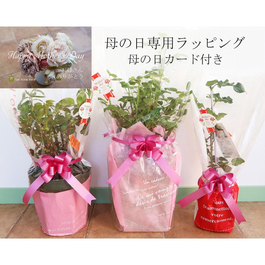ディズニーランドローズ　バラ苗　鉢ごと発送 遅れてごめんね！母の日ギフト 蕾・花付きバラ苗 「ディズニーランド
