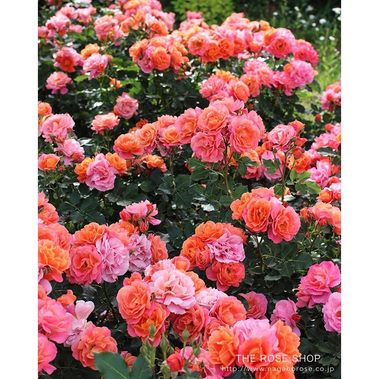 遅れてごめんね！母の日ギフト 蕾・花付きバラ苗 「ディズニーランド