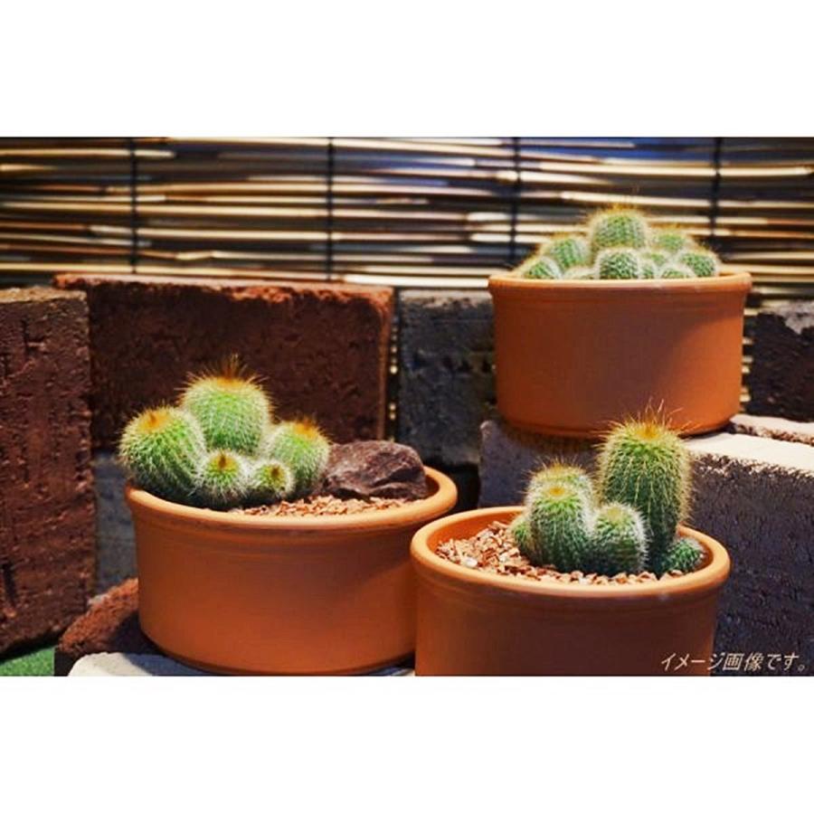 SPANG社製 ドイツ鉢 プランターボール 内径31cm 約30％OFF スパング社