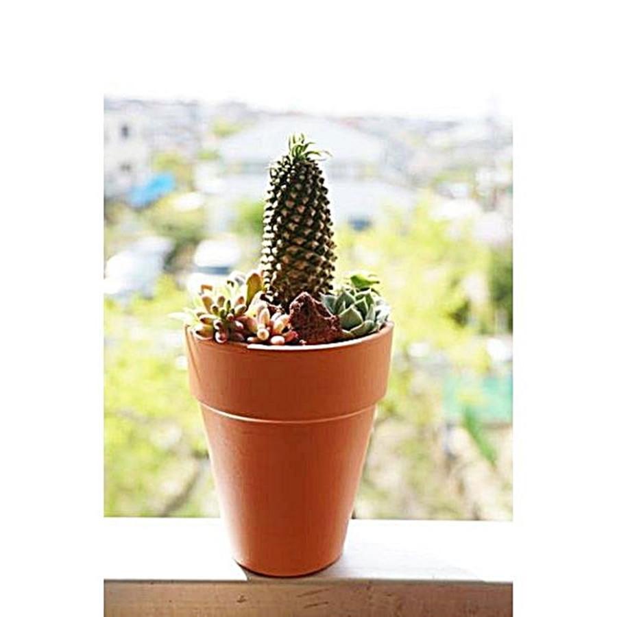 大型 ドイツ製 テラコッタ 鉢 送料込み ２個 ガーデニング 家庭菜園 多肉植物 ドイツ製 テラコッタ 鉢 送料込 ガーデニング 家庭菜園 大型