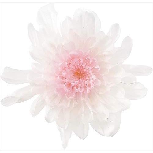 コンビニ受取対応商品 大地農園 プリザーブドフラワー ことね菊 6輪入り ホワイトピンク Do 103 ホワイトピンク 花径約5 6 5cm 期間限定送料無料 Turningheadskennel Com