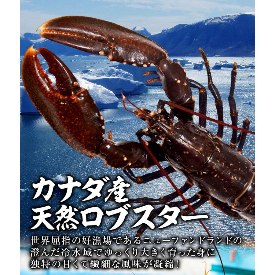 エビ 予約 年末年始 ロブスター オマール海老 ボイル 550g 2匹 海老 エビ 海産物 海鮮 ギフト お歳暮 2 ロイヤルグリーンランド 通販 Yahoo ショッピング
