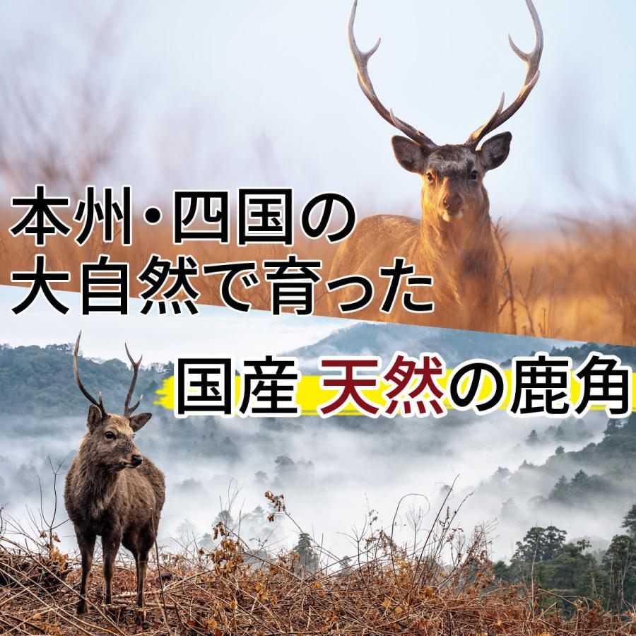 21年春の 鹿 26本セット シカ 角 鹿角 天然日本鹿 ニホンジカ ツノ 材料