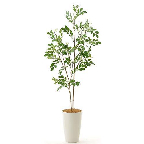 今月限定 特別大特価 プレミアム銀配合光触媒観葉植物 フェイクグリーン 空気清浄 消臭 脱臭 室内 インテリア おしゃれ リアル シマトネリコ 2本立 110cm 保存版 Www Thedailyspud Com