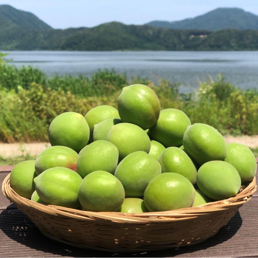 6月上・中旬より順次発送 剣先梅（青梅）5kg（サイズ混合）あおうめ